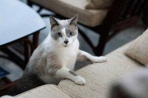 sytuacje w których kot domaga się uwagi