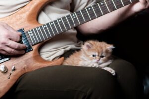 Vulgar Display of Purring