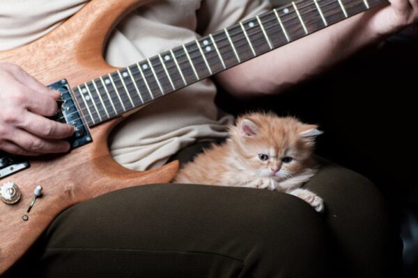 Vulgar Display of Purring