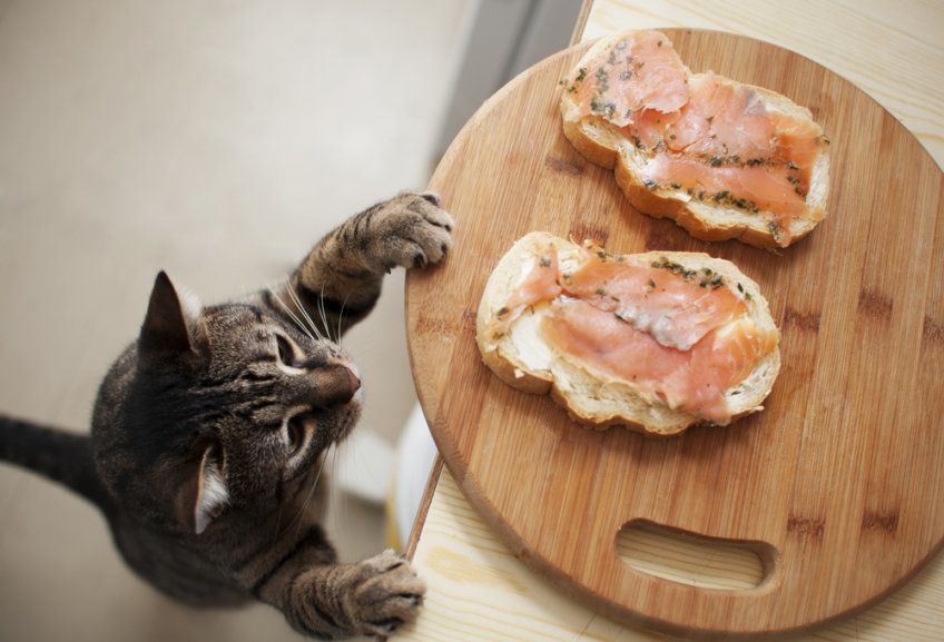 kot sięga po jedzenie