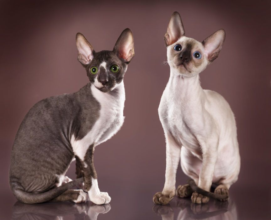 cornish rex reks kornwalijski