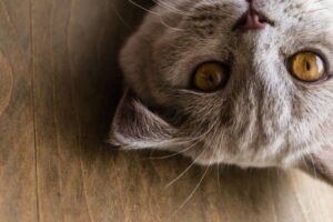 portret kota w zbliżeniu