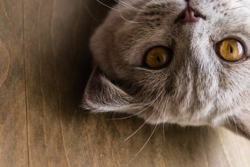 portret kota w zbliżeniu