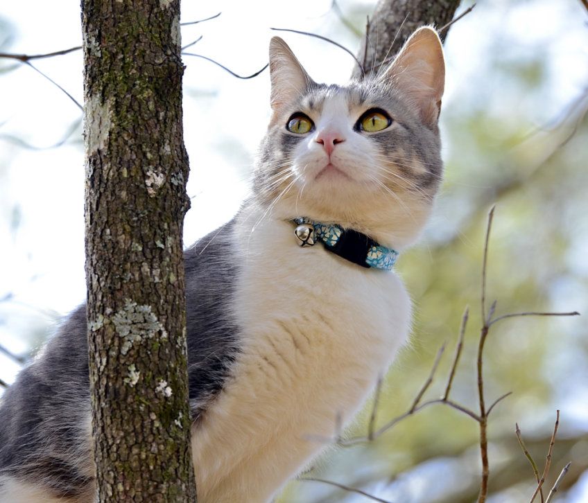 obróżka z dzwoneczkiem