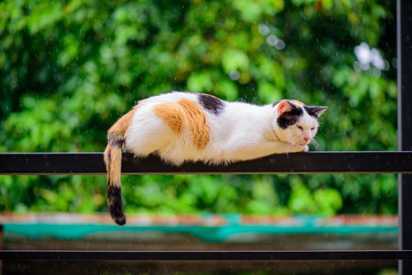kot na deszczu
