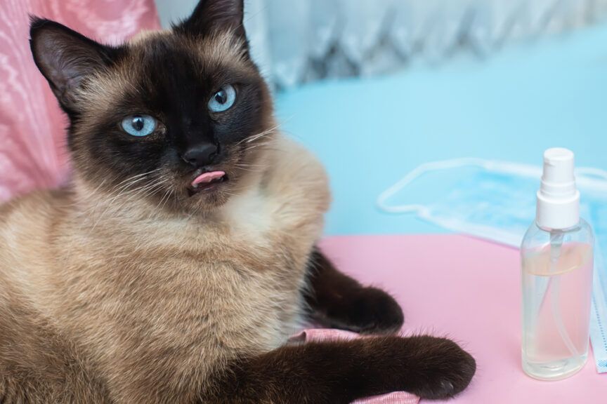 środki dezynfekujące a kot