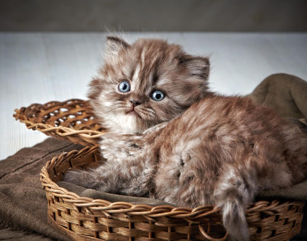 puszysty kociak w koszyku