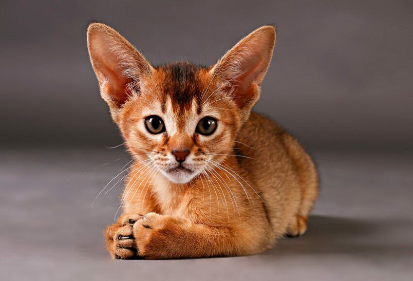 jaki jest kot abisyński