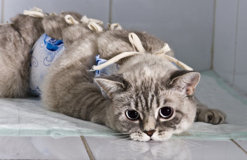 kotka po zabiegu sterylizacji