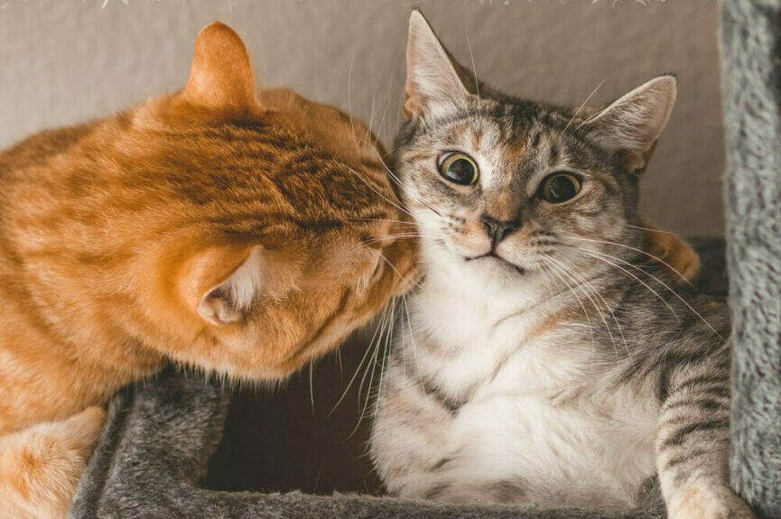 Kocie rytuały powitalne