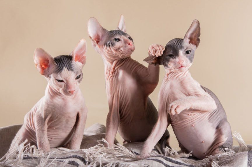 sfinks kanadyjski, canadian sphynx zabawne kociaki