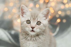 dlaczego małe kotki