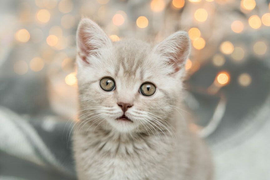 dlaczego małe kotki