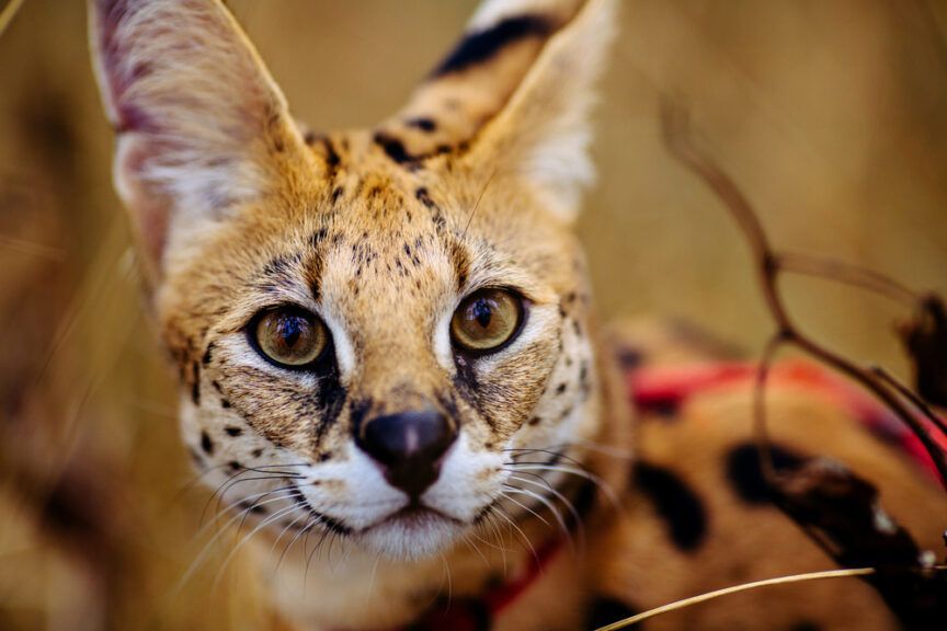 handel dzikimi kotami