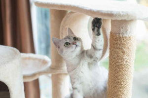 jak drapak dla kota wybrać