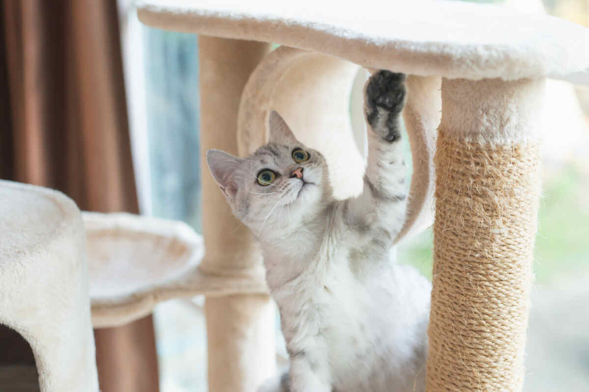 jak drapak dla kota wybrać