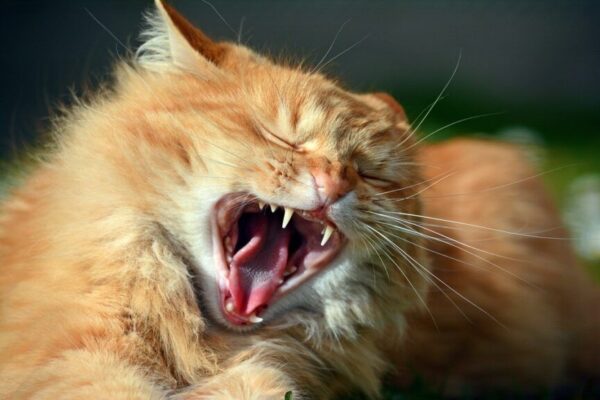 krwawy rowek w zębach kota