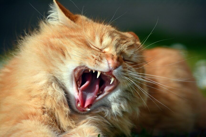 krwawy rowek w zębach kota
