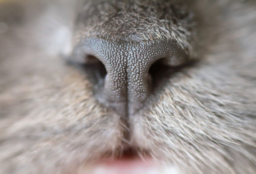 Szary koci nos w przybliżeniu