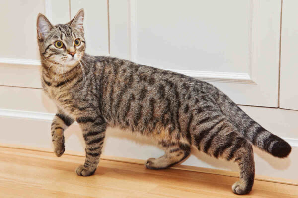 kot chodzący w domu