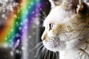 kot i tęcza