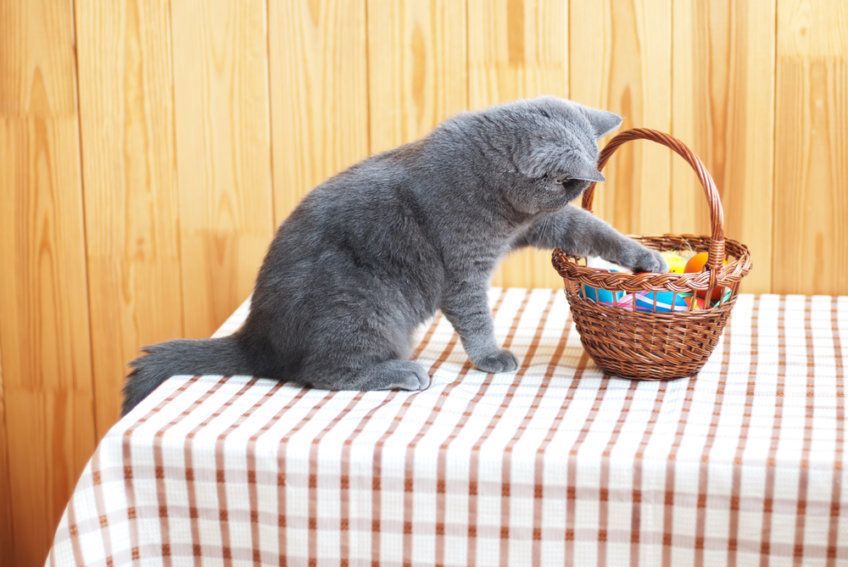 gdyby kot był wielkanocnym zajączkiem