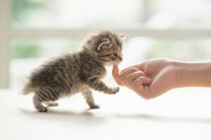 socjalizacja kociąt