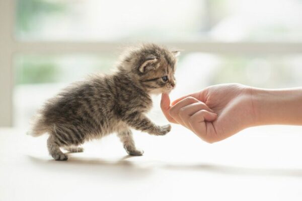 socjalizacja kociąt