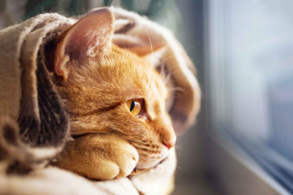 pogoda wpływa na kota