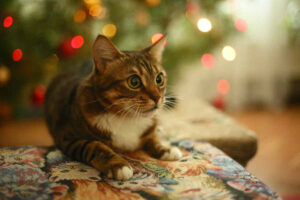 biegunka u kota na święta