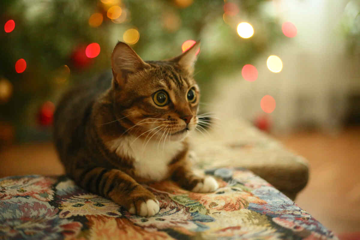 biegunka u kota na święta