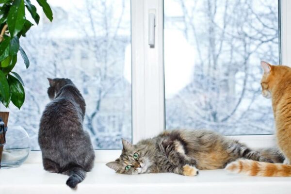 obowiązek szczepienia kotów