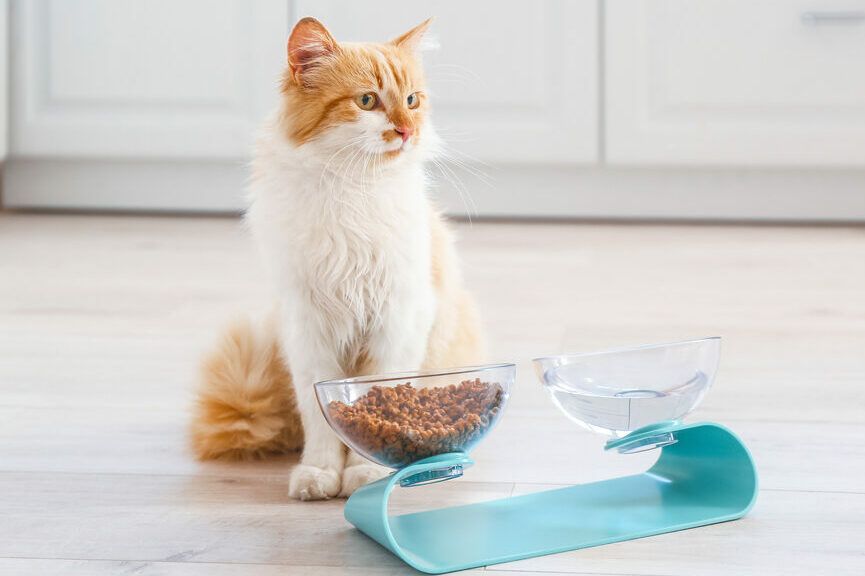 kot odchodzi od miski