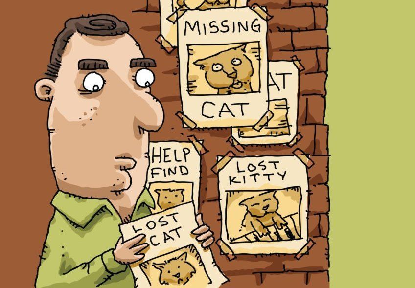 ogłoszenia o zaginionym kocie