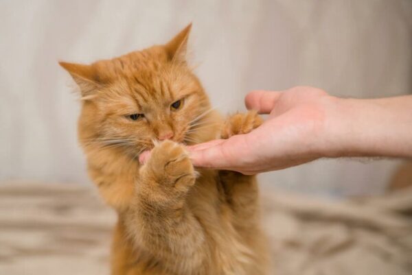 najlepsze przysmaki dla kota