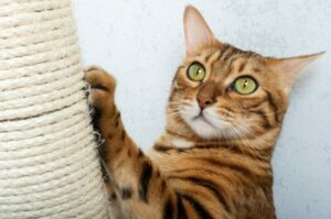 kot liże swój drapak