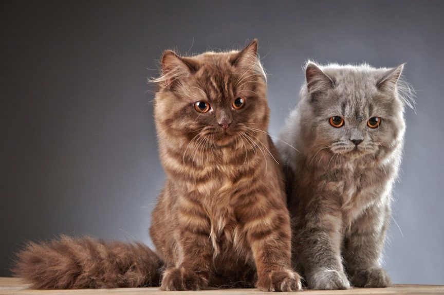 kocięta brytyjskie długowłose