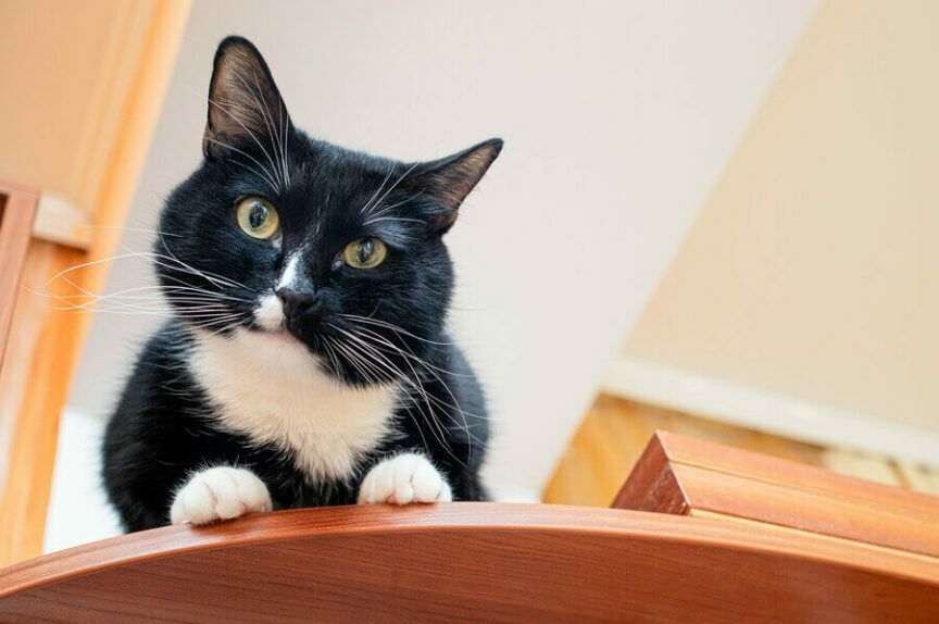 kot skacze po meblach