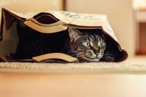 kot w torbie