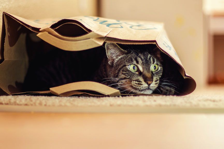 kot w torbie