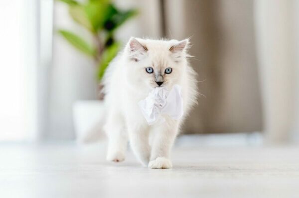 koty miauczą z zabawkami w pyszczku