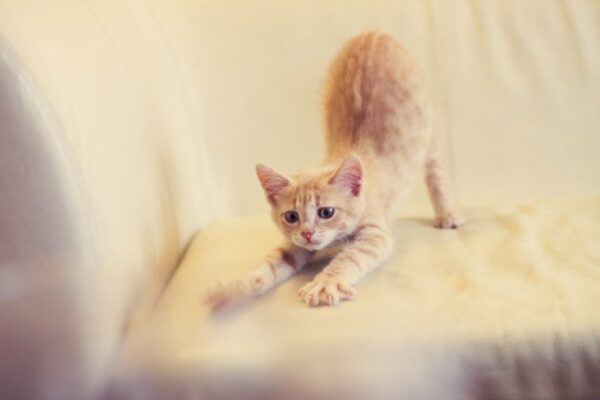 Dlaczego koty robią koci grzbiet