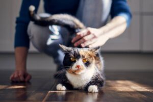 butt elevator kot podnosi pupę