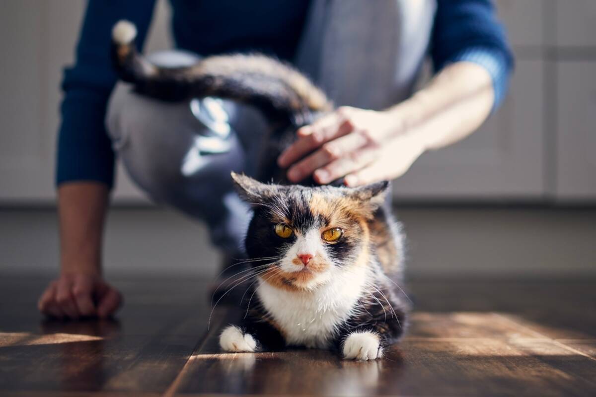 butt elevator kot podnosi pupę