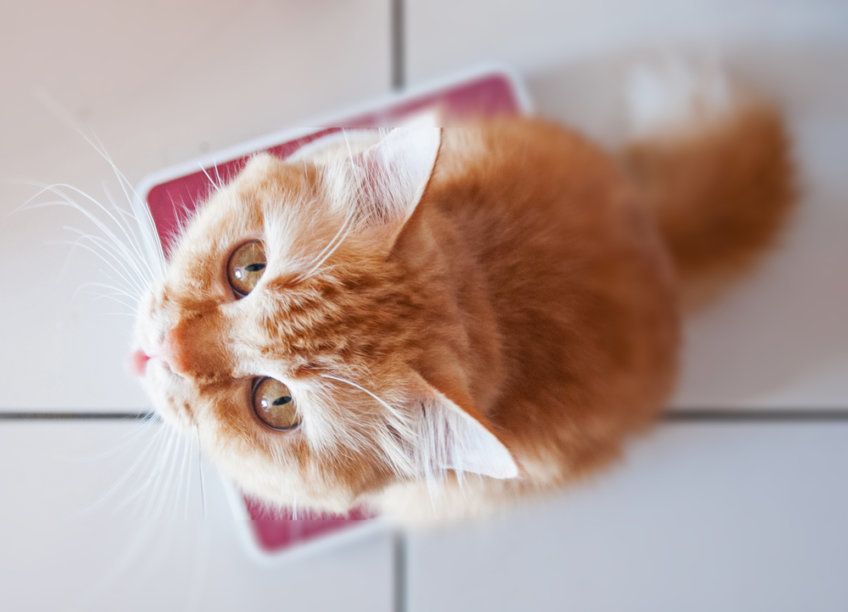 kot stoi na wadze i patrzy w górę