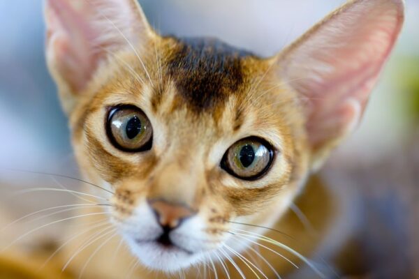 kot dla ekstrawertyka