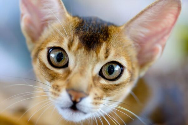 jaki jest kot abisyński