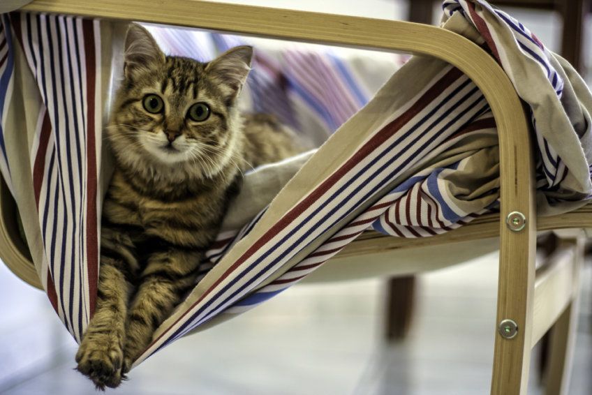 kot leży na krześle