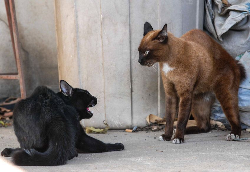 dwa koty rozmawiają ze sobą