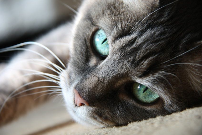 oczy kota